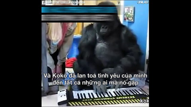 Cuộc đời đầy kì diệu của cô tinh tinh biết giao tiếp với con người duy nhất trên thế giới