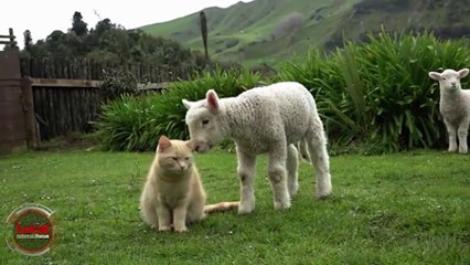 Nhờ tài chăn cừu, chú mèo bỗng nhiên nổi tiếng