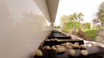 Kinh ngạc chú gà có khả năng chơi đàn piano như người