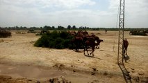 Thar desert