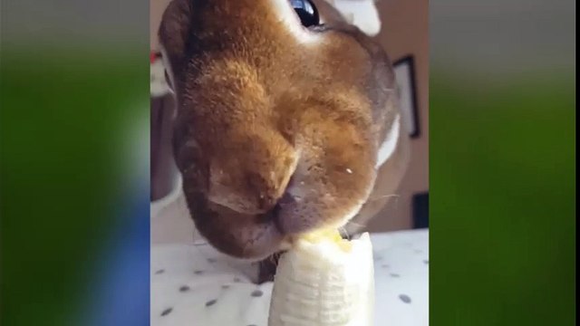 Chú thỏ đáng yêu này đang khiến cư dân mạng thế giới phát cuồng