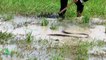 Wow ! Man Catches Big Snake on The Fields While Going The Rice Farm - Catch Big Python By Brave Man