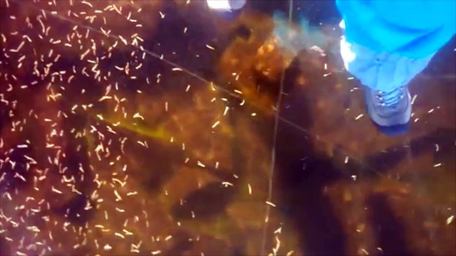 ¿Sonidos extraterrestres en un lago helado?