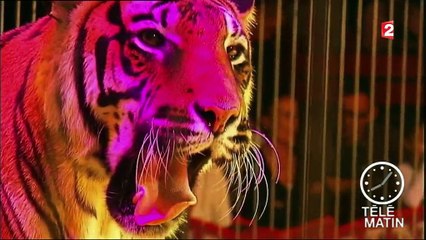 Paris bannit les cirques avec des animaux sauvages