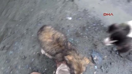 Rize Hayvanseverler Harekete Geçti, Yavru Köpekler Yeni Barınaklarına Kavuştu