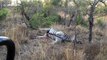Leopard gets hit by exploding zebra carcass