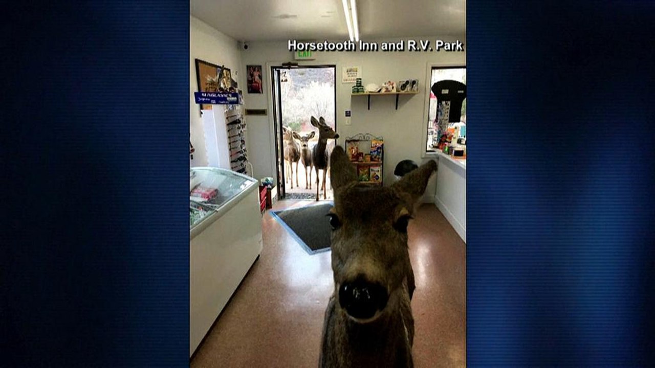 Reh inspiziert Laden in Colorado