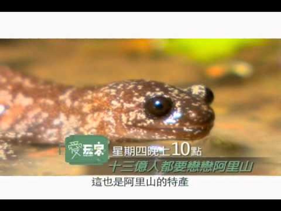 愛玩客-吳鳳14.wmv