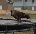Pooch runs wild on a trampoline at doggy daycare in MA