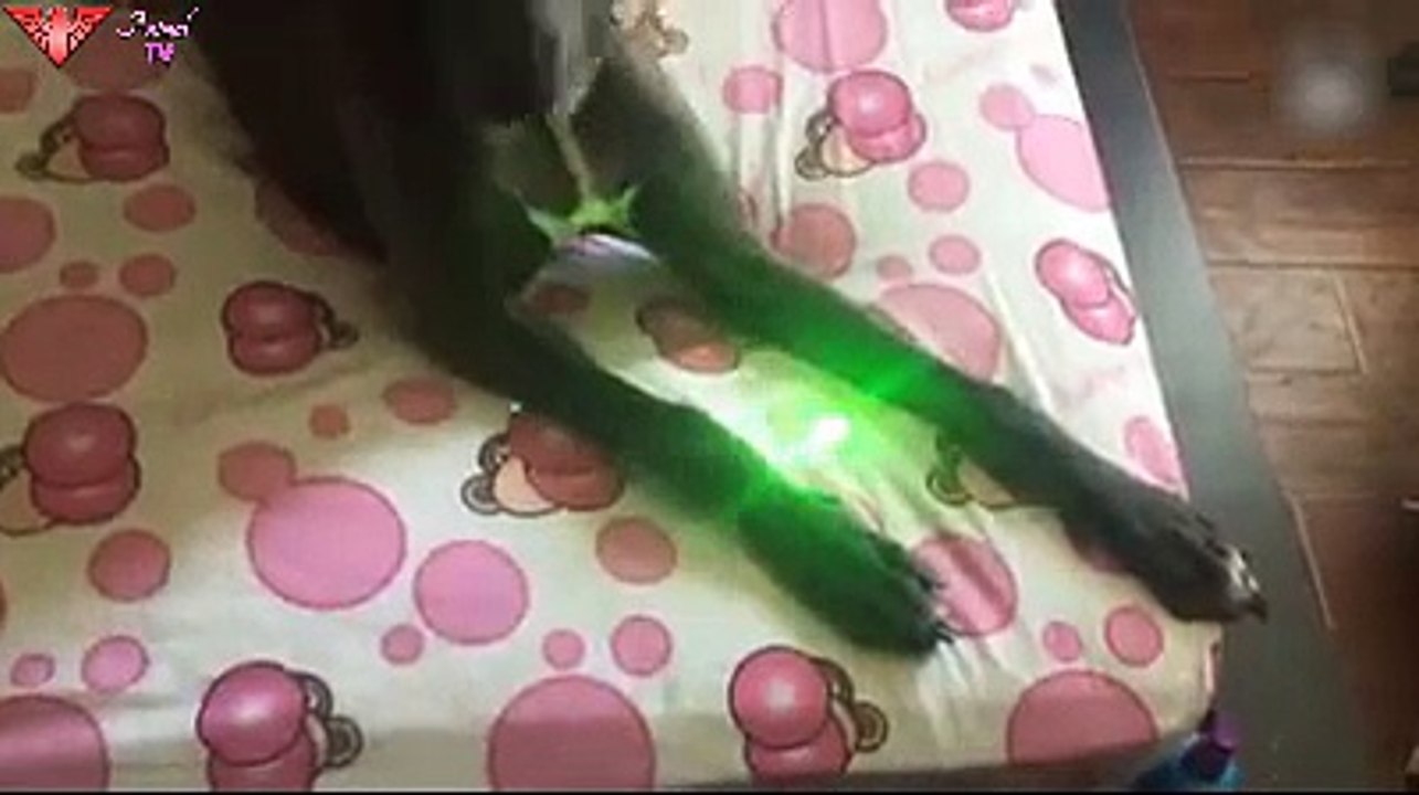 Pet with music
