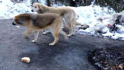 Gümüşhane'de Yoğun Kış Şartlarında Hayvanlar Unutulmadı