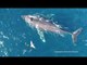 Drone Footage Shows Whales and Dolphins Swimming Off San Diego