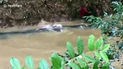Villagers rescue 200kg catfish stranded after floods