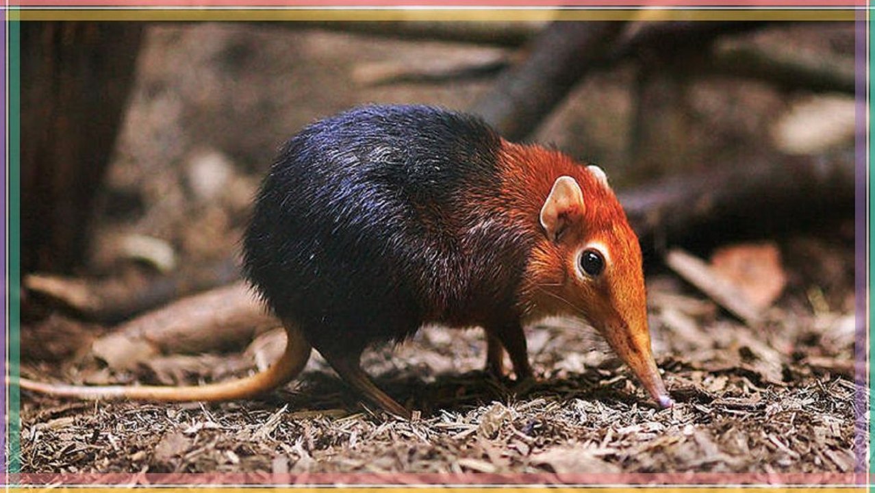 les animaux mammifères تعرف على انواع الثدييات التي لم ترها من قبل