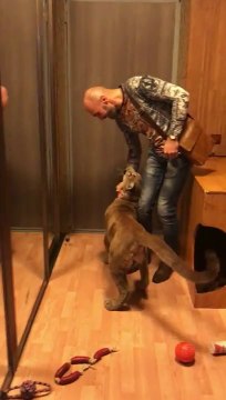 Ce gros chat accueille son maitre quand il rentre du boulot... Un très gros chat!