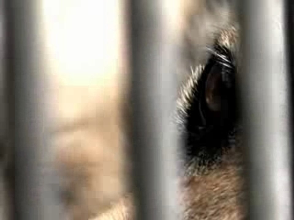 Spot SPA (Noël des animaux)