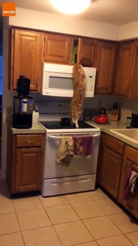 Ce chat affamé essaie d'atteindre le placard pour attraper ses croquettes... Pas facile !!