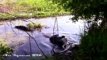 Un alligator gigantesque en dévore un autre et n'en fait qu'une bouchée