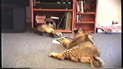 Funny animals video, Funny Animal Videos Compilation 2018 Must Watch