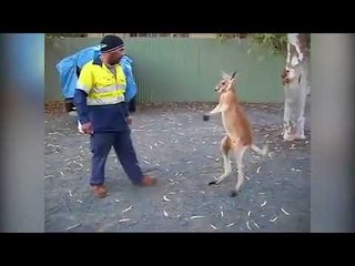 Kangaroo and man duke it out in fight-to-the-death brawl