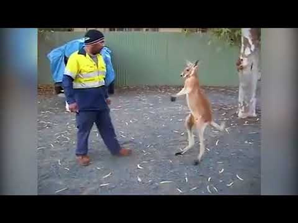 Kangaroo and man duke it out in fight-to-the-death brawl