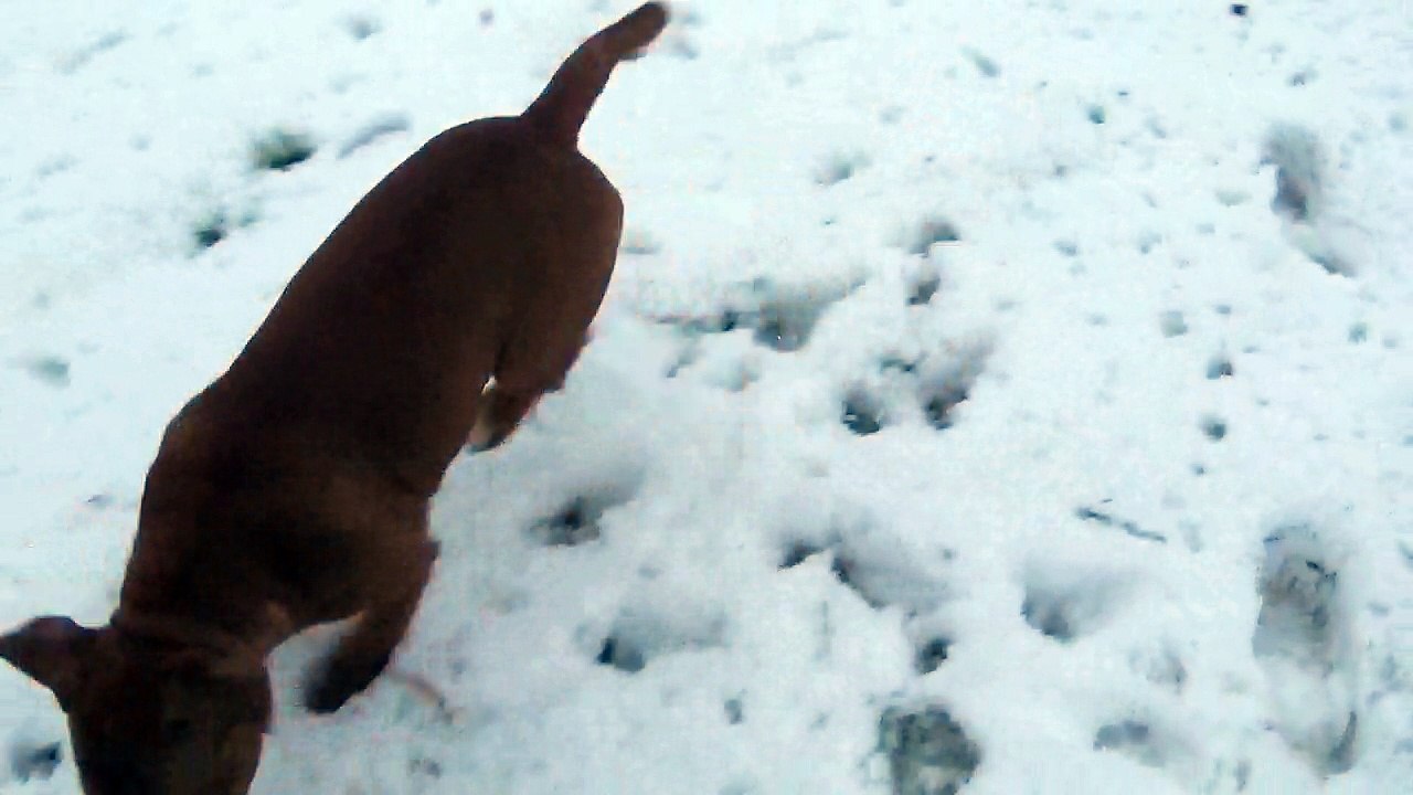 NUEVE DIEZ de STAFFORDLAND