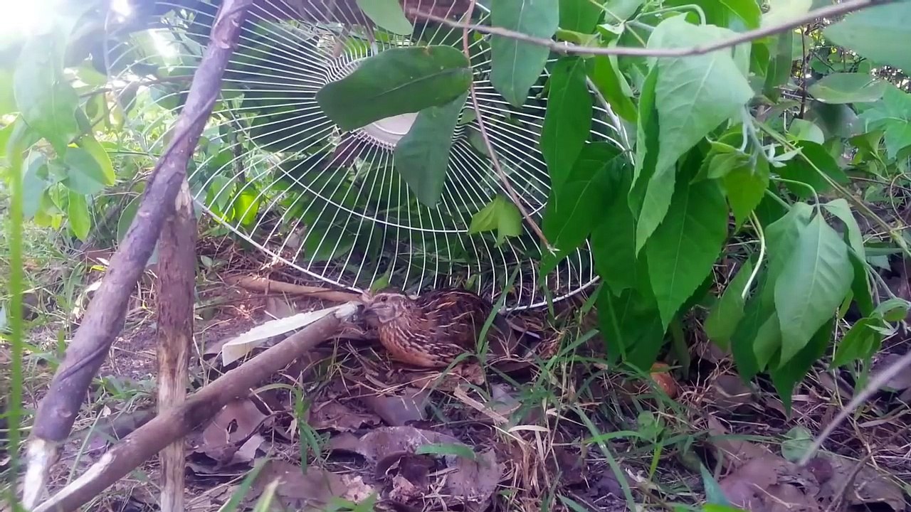 Awesome Homemade Bird Trap With Old Fan - How To Make A Bird Trap With Old Fan