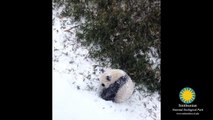 Ce bébé panda qui fait des roulades dans la neige