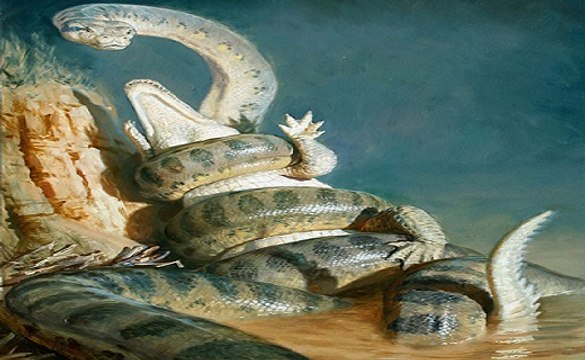 Crocodilos E Jacaretingas Vs Cobras Gigantes