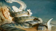 Crocodilos E Jacaretingas Vs Cobras Gigantes