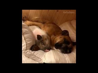 Pig and Pup Pals Snuggle Together for a Snooze