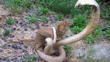 Mangustos Vs Cobras - Confrontos Impressionantes