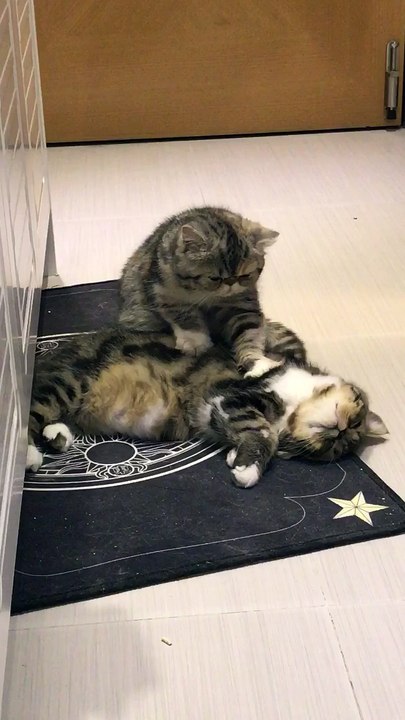Kitty Massages Kitty
