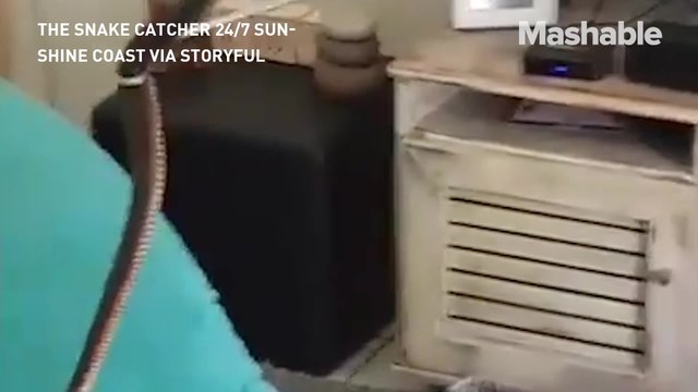 This huge snake crawled underneath a Christmas tree and the owners wouldn't have it