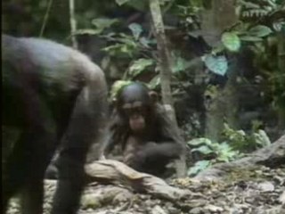 CONSCIENCE ANIMALE 5