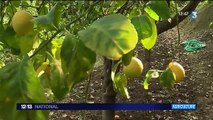 Gastronomie : les citrons de Menton garniront les plats des fêtes