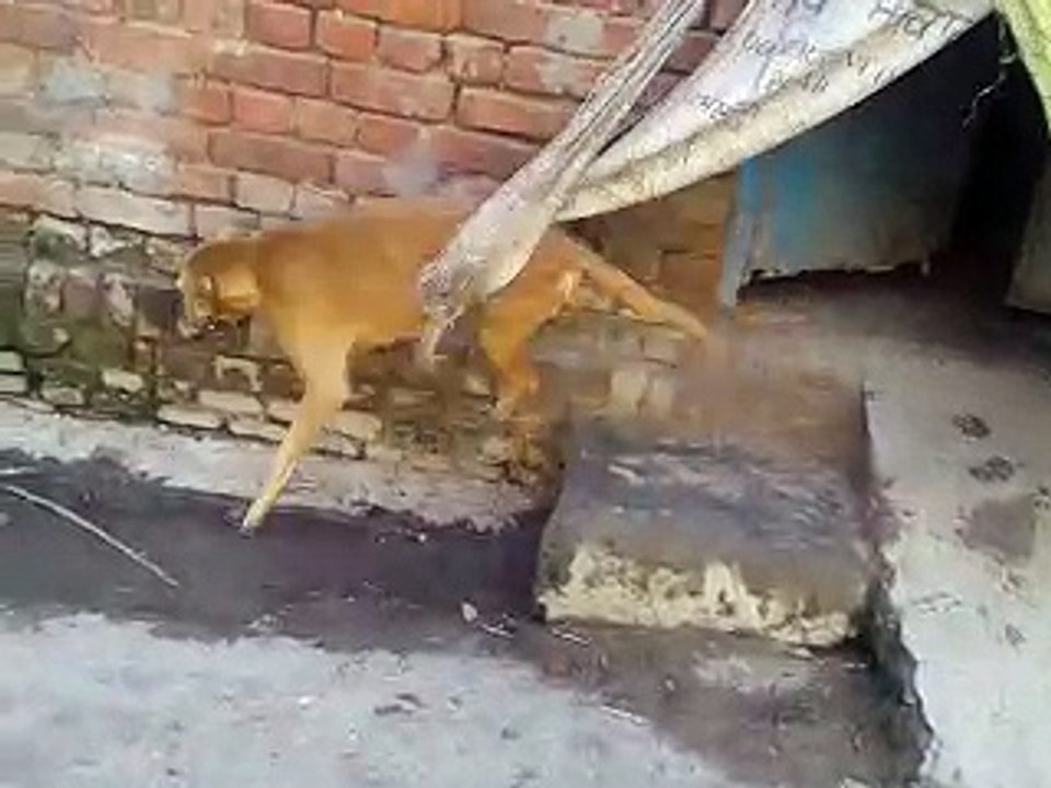 VID-20171208-WA0037