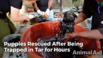 Puppies Saved After Being Trapped in Tar for Hours