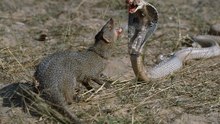 Heróica Luta De Mãe Herpestídea Contra Uma Cobra