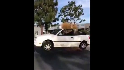 Quand tu arrives trop vite sur un dos d'âne en voiture...