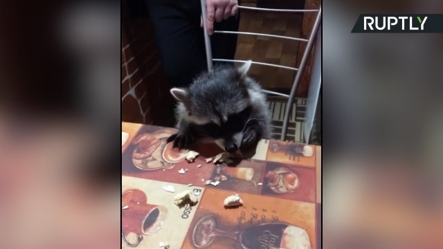 Este zorro y este mapache son los mejores amigos del mundo