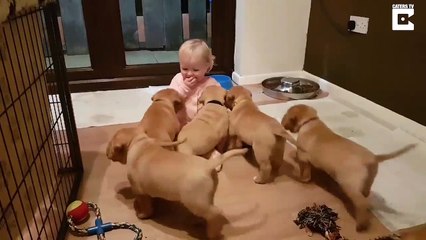 Télécharger la video: Assailli par des chiots ce bébé disparaît !! Trop mignon..