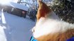 Perdu dans 50cm de neige ce chien découvre l'hiver !
