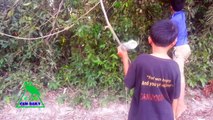 Traditional Bird Trapping in Cambodia - The Best Bird Trap Made by Bamboo - How To Make Bird Trap