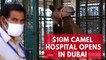 Dubai opens $10m hospital exclusively for camels