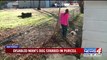Beloved Dog of Man Living with Cerebral Palsy Slashed in Front Yard