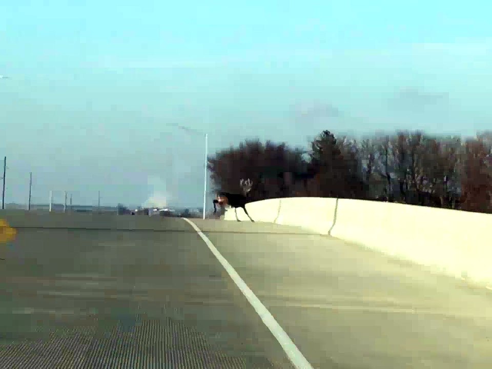 Deer Jump Off Overpass