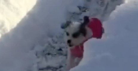 Texas Rescue Dog Works Out Snow 'Zoomies' on Backyard Track in London