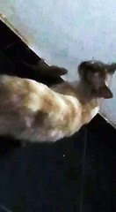 WhatsApp Video 2017-12-14 at 4.14.39 PM