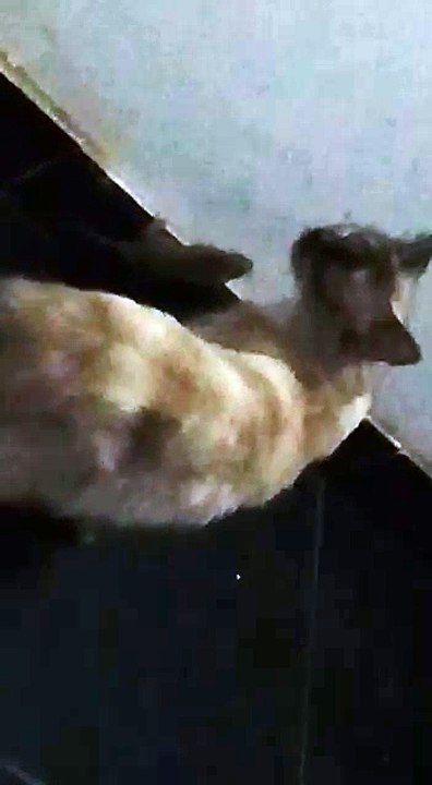 WhatsApp Video 2017-12-14 at 4.14.39 PM